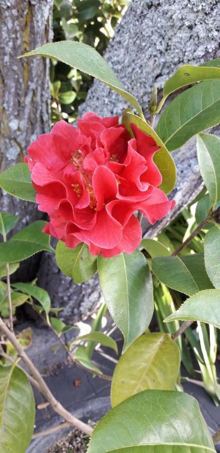 Quinta Das Camelias - Acores Ponta Delgada Dış mekan fotoğraf